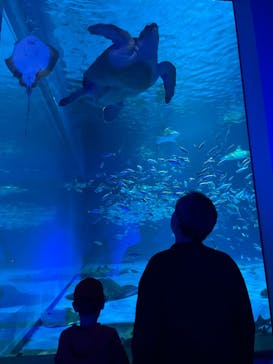 島根県立 しまね海洋館に投稿された画像（2023/5/7）