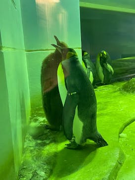 島根県立 しまね海洋館に投稿された画像（2023/5/7）