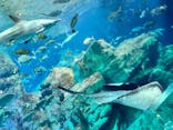 大分マリーンパレス水族館 「うみたまご」に投稿された画像（2023/5/7）