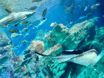 大分マリーンパレス水族館 「うみたまご」に投稿された画像（2023/5/7）