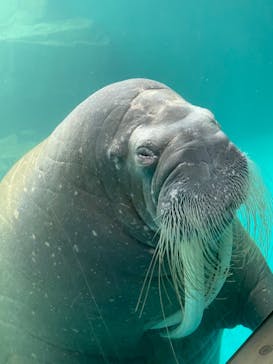 大分マリーンパレス水族館 「うみたまご」に投稿された画像（2023/5/7）