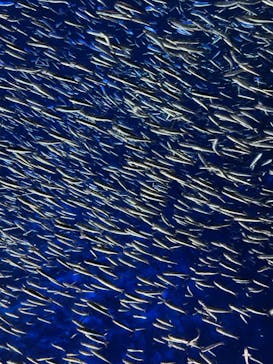 大分マリーンパレス水族館 「うみたまご」に投稿された画像（2023/5/7）