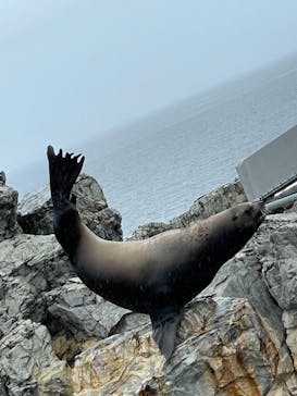 大分マリーンパレス水族館 「うみたまご」に投稿された画像（2023/5/7）