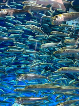 アクアワールド茨城県大洗水族館に投稿された画像（2023/5/7）