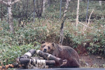 サホロリゾート　ベア･マウンテンに投稿された画像（2023/5/1）