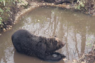 サホロリゾート　ベア･マウンテンに投稿された画像（2023/5/1）