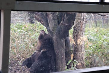 サホロリゾート　ベア･マウンテンに投稿された画像（2023/5/1）