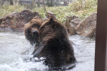 サホロリゾート　ベア･マウンテンに投稿された画像（2023/5/1）