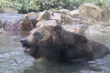 サホロリゾート　ベア･マウンテンに投稿された画像（2023/5/1）