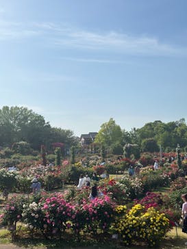 京成バラ園に投稿された画像（2023/5/7）