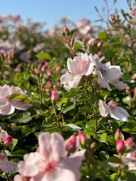 京成バラ園に投稿された画像（2023/5/7）