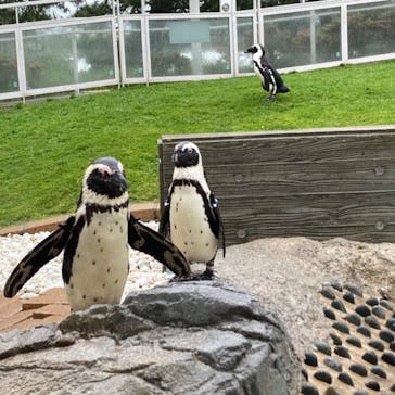 マリンワールド海の中道に投稿された画像（2023/5/7）