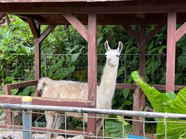 ネオパークオキナワに投稿された画像（2023/5/1）