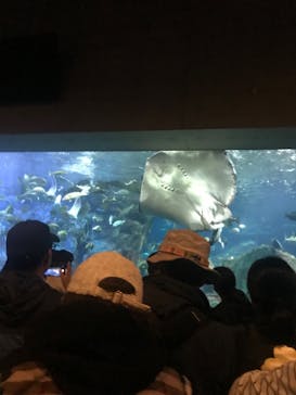 大分マリーンパレス水族館 「うみたまご」に投稿された画像（2023/5/7）