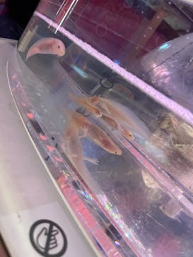 NARA IKIMONO MUSEUMに投稿された画像（2023/5/7）