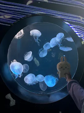 仙台うみの杜水族館に投稿された画像（2023/5/7）