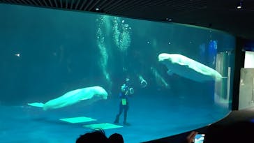 島根県立 しまね海洋館に投稿された画像（2023/5/7）