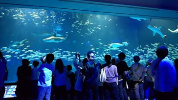 島根県立 しまね海洋館に投稿された画像（2023/5/7）