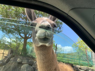 東北サファリパークに投稿された画像（2023/5/7）