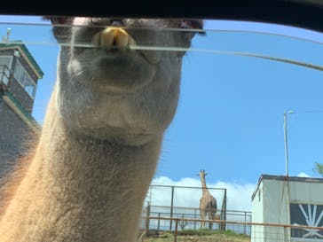 東北サファリパークに投稿された画像（2023/5/7）