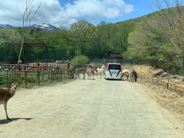 東北サファリパークに投稿された画像（2023/5/7）
