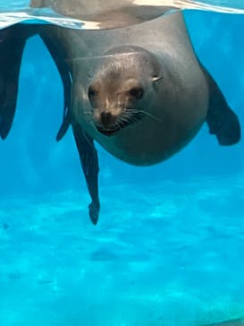 登別マリンパークニクスに投稿された画像（2023/5/7）