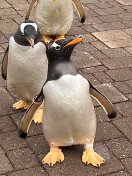 登別マリンパークニクスに投稿された画像（2023/5/7）