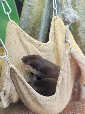 新江ノ島水族館に投稿された画像（2023/5/7）