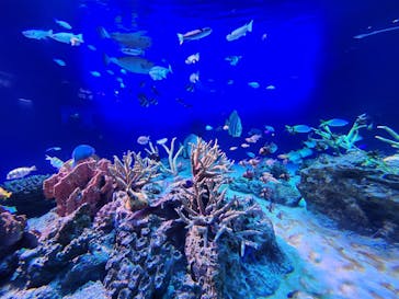 新江ノ島水族館に投稿された画像（2023/5/7）