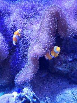 新江ノ島水族館に投稿された画像（2023/5/7）