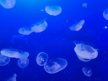 新江ノ島水族館に投稿された画像（2023/5/7）