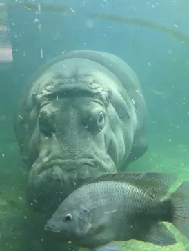 天王寺動物園に投稿された画像（2023/5/7）