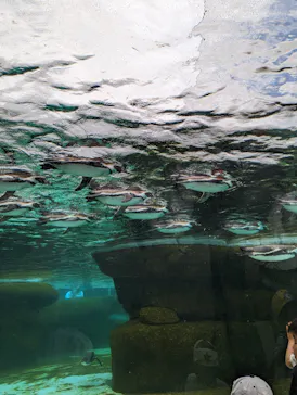 天王寺動物園に投稿された画像（2023/5/7）