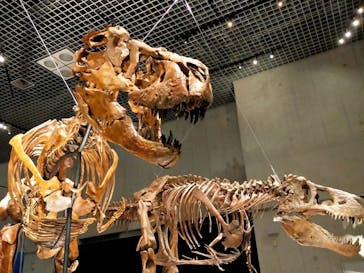 特別展「恐竜博2023」に投稿された画像（2023/5/7）