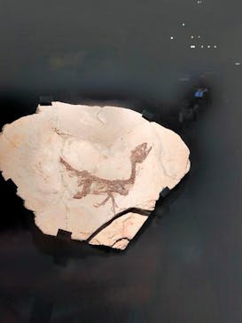 特別展「恐竜博2023」に投稿された画像（2023/5/7）