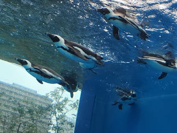 サンシャイン水族館に投稿された画像（2023/5/7）