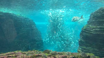 上越市立水族博物館 うみがたりに投稿された画像（2023/5/7）