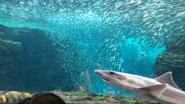 上越市立水族博物館 うみがたりに投稿された画像（2023/5/7）