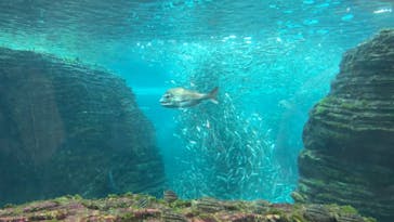 上越市立水族博物館 うみがたりに投稿された画像（2023/5/7）