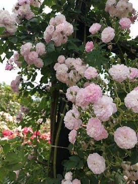 横浜イングリッシュガーデンに投稿された画像（2023/5/7）