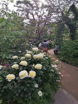 横浜イングリッシュガーデンに投稿された画像（2023/5/7）