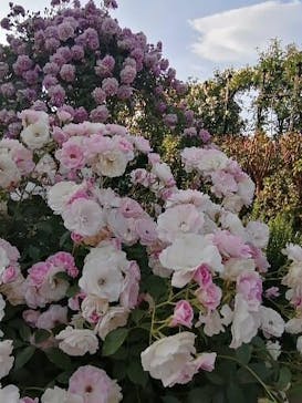 横浜イングリッシュガーデンに投稿された画像（2023/5/7）