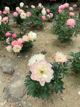 日本庭園　由志園に投稿された画像（2023/5/7）