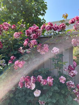 横浜イングリッシュガーデンに投稿された画像（2023/5/7）