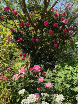 横浜イングリッシュガーデンに投稿された画像（2023/5/7）