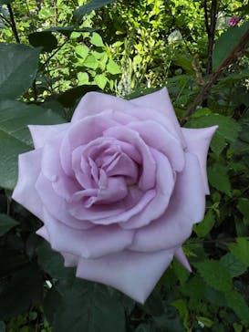 横浜イングリッシュガーデンに投稿された画像（2023/5/7）