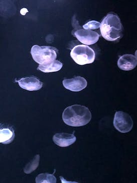 サンシャイン水族館に投稿された画像（2023/5/7）