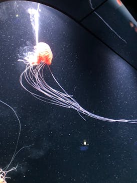 サンシャイン水族館に投稿された画像（2023/5/7）