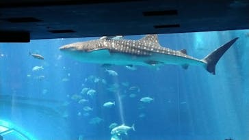 沖縄美ら海水族館に投稿された画像（2023/5/7）