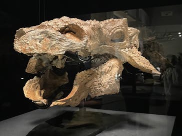 特別展「恐竜博2023」に投稿された画像（2023/5/8）